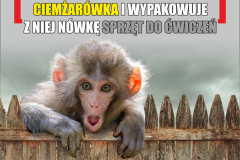 4_Humor4